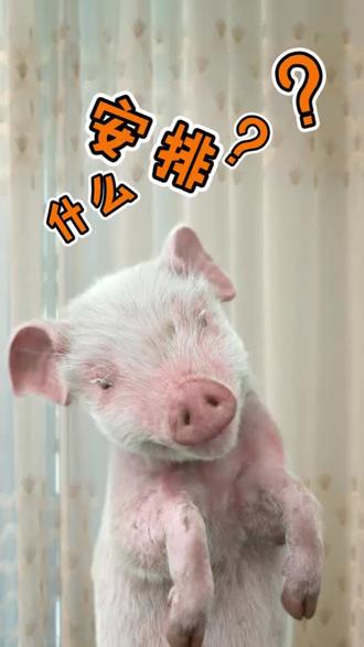 沙雕系猪小迈 - 飞猪迈萌(猪小迈) - 抖音