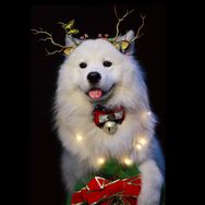 天上掉下个大白酱