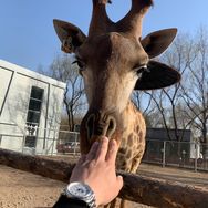 动物园的长颈鹿（临汾动物园）