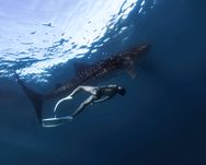 格格酱的潜水生活