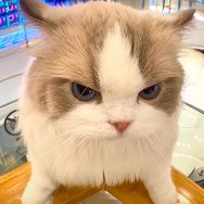 肚脐小师妹