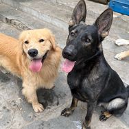 骏良小助理（炒剩饭版）