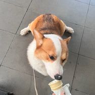 卖凉茶只狗