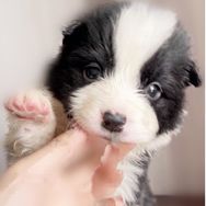 边牧瑞瑞君