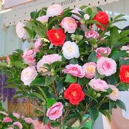 茶花园艺基地