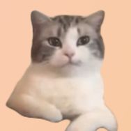 猫猫meme记