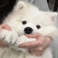 莞梚丸子