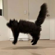 原来是陶阿狗君