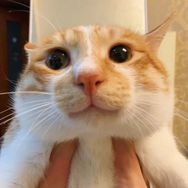 是豆包不是沙包