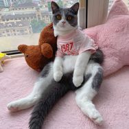 奶油泡芙不能吃🐱