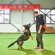 李凯训犬