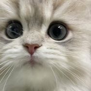 闭嘴嘴