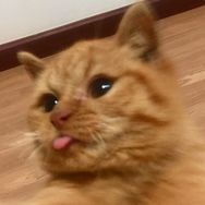 川的猫