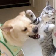 咪吖是只猫