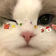 喵阿芸