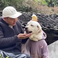抖音涨粉榜萌宠排行榜第17名千红宠物小宝