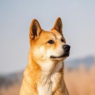 栖云听风