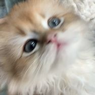 羊木