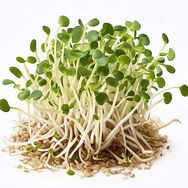 豆苗日记