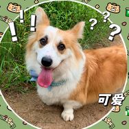 可可是只基（进水版）