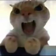 抽象学家王个蛋