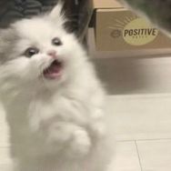 我不是大帅哥