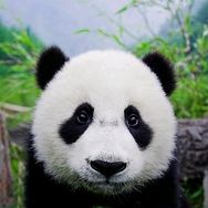 小熊猫街拍