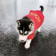 臭屁哈呀