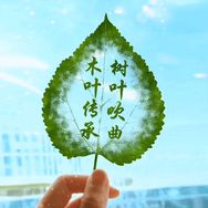 树叶吹曲教学