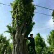 有山有水杨永钊