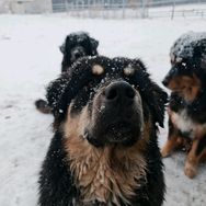 高崇元的蒙古獒