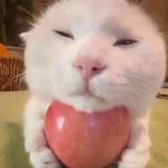 猫meme小糕手