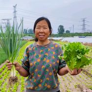 生菜杨姐