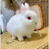 小薇
