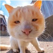 猫meme往事剧场