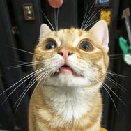 QQ猫