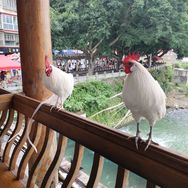 雄鸡