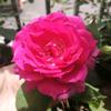 出道花花的救赎
