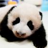 熊猫桦