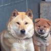 中华田园犬