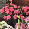 云裳花舍鲜花甄选