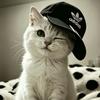 蓝猫本猫有点憨