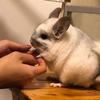 Eloise