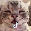吐泡泡的小猫