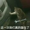 骑着羊驼逛世界