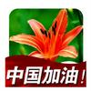 萱 草 花