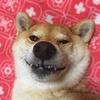 （十一）