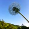 泡芙先生