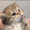 柯文