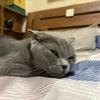 蛋子是个猫🐱猫🐱